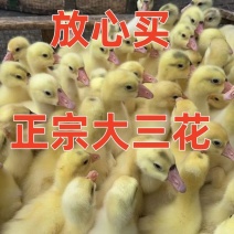 三花鹅苗货到满意付款满1000送100包成活包运输