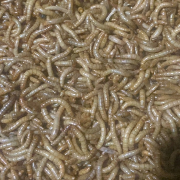 黄粉虫