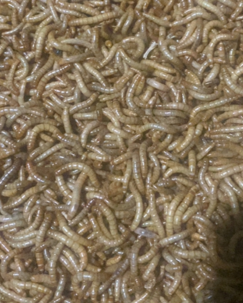 黄粉虫