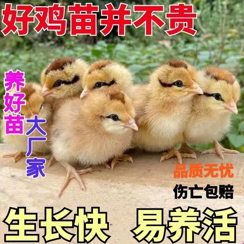 买1000送300土鸡苗包防疫包运输货到满意付款