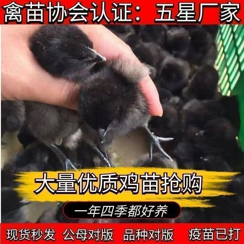 买1000送300五黑鸡苗包防疫包运输货到满意付款