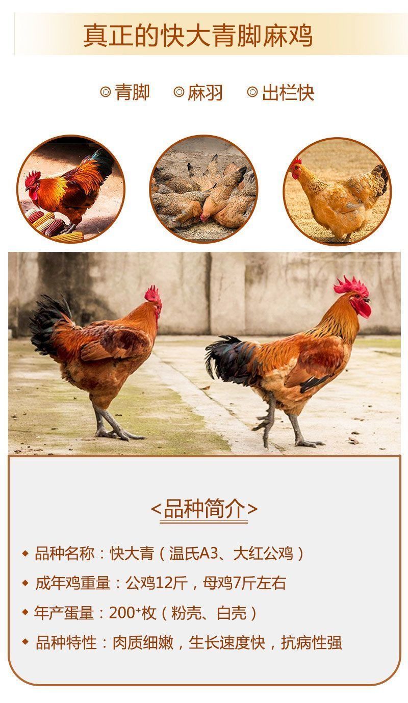 买1000送300三黄鸡苗包防疫包运输货到满意付款