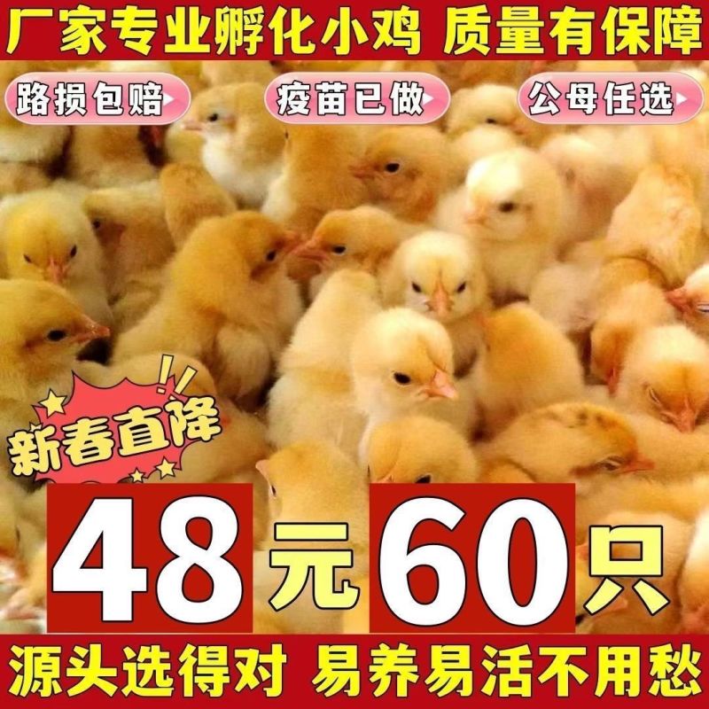 买1000送300三黄鸡苗包防疫包运输货到满意付款
