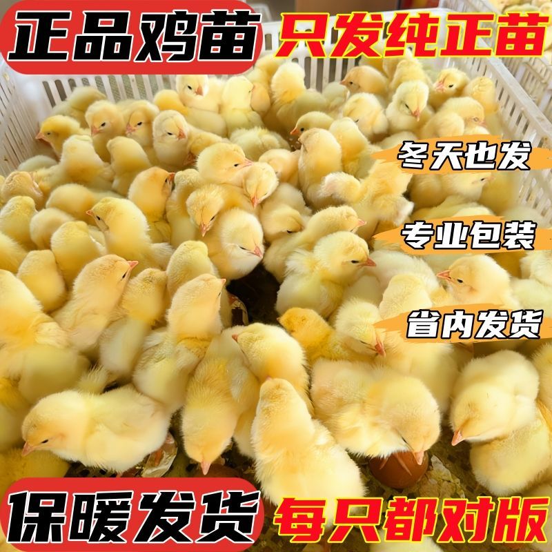 买1000送300三黄鸡苗包防疫包运输货到满意付款