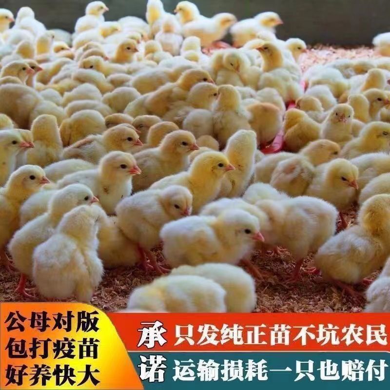 买1000送300三黄鸡苗包防疫包运输货到满意付款