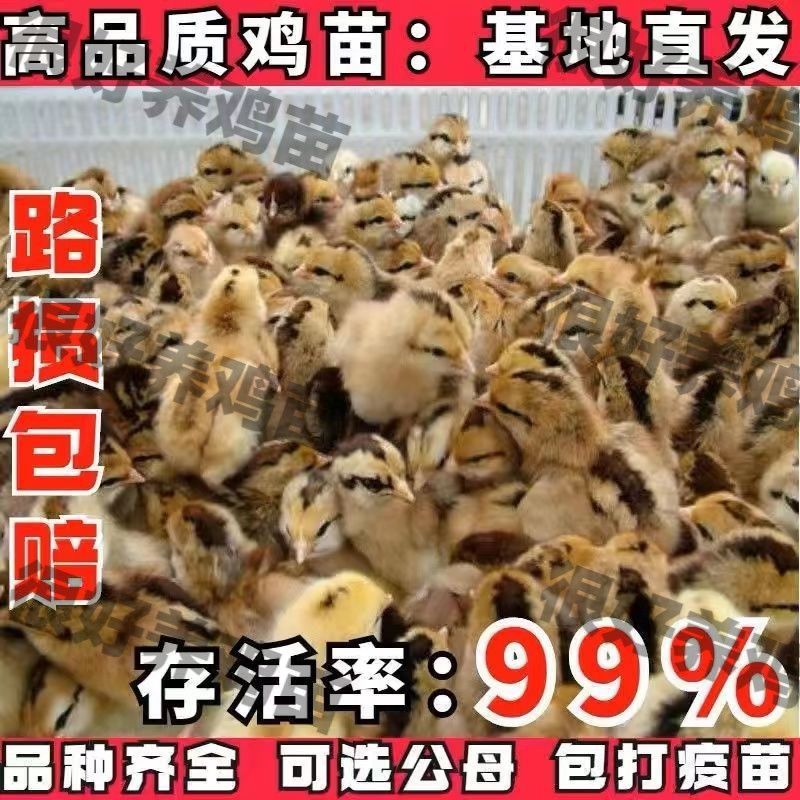 买1000送300三黄鸡苗包防疫包运输货到满意付款