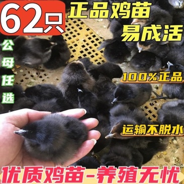 买1000送300芦花鸡苗包防疫包运输货到满意付款
