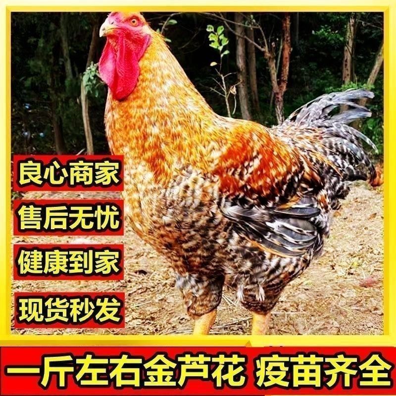 买1000送300芦花鸡苗包防疫包运输货到满意付款