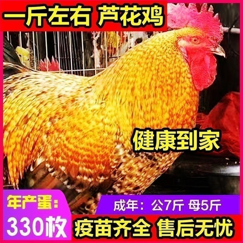 买1000送300芦花鸡苗包防疫包运输货到满意付款