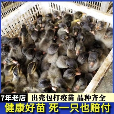 买1000送300金锭鸭苗包防疫包运输货到满意付款