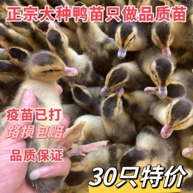 买1000送300麻鸭苗包防疫包运输货到满意付款