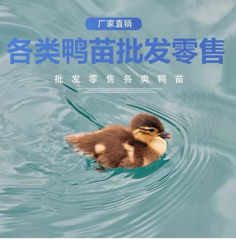 买1000送300麻鸭苗包防疫包运输货到满意付款