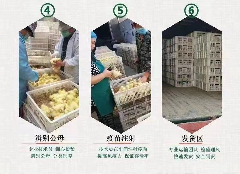 买1000送300麻鸭苗包防疫包运输货到满意付款