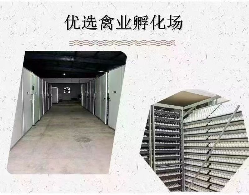 买1000送300麻鸭苗包防疫包运输货到满意付款