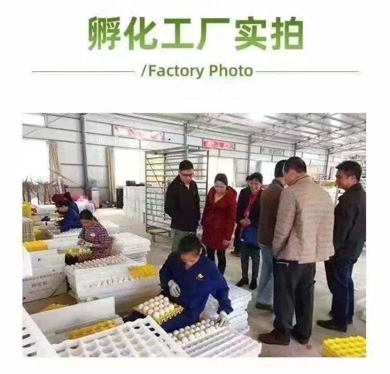 买1000送300麻鸭苗包防疫包运输货到满意付款