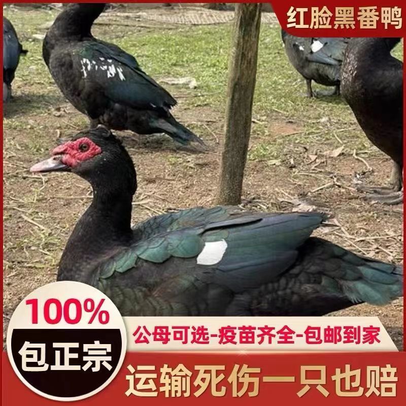 买1000送300番鸭苗包防疫包运输货到满意付款