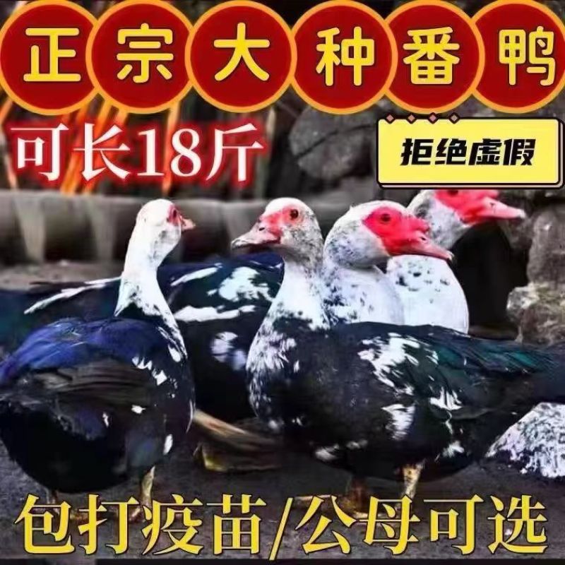买1000送300番鸭苗包防疫包运输货到满意付款