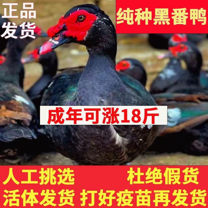 买1000送300番鸭苗包防疫包运输货到满意付款