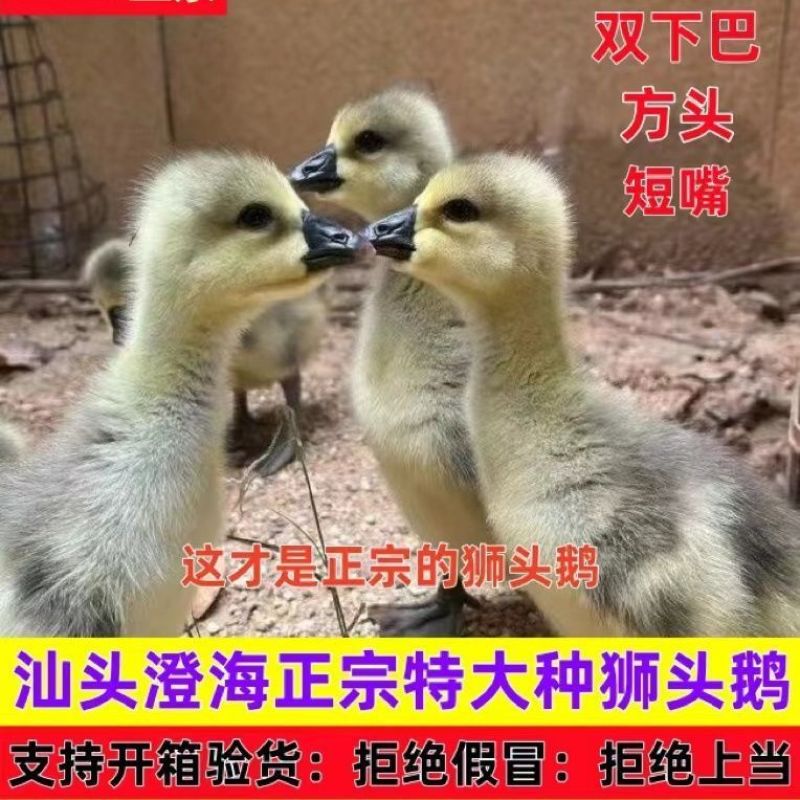 买1000送300狮头鹅苗包防疫包运输货到满意付款