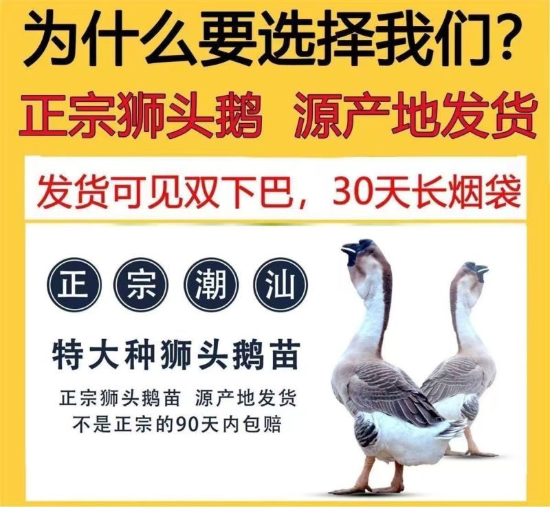 买1000送300狮头鹅苗包防疫包运输货到满意付款