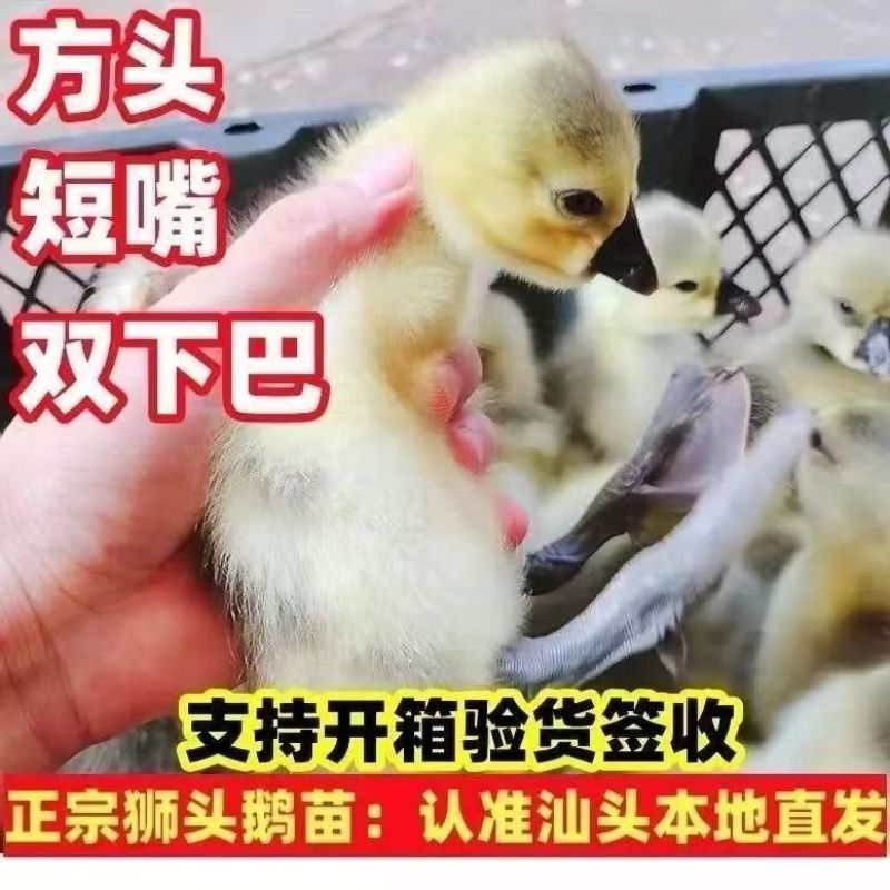 买1000送300狮头鹅苗包防疫包运输货到满意付款