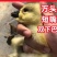 买1000送300狮头鹅苗包防疫包运输货到满意付款