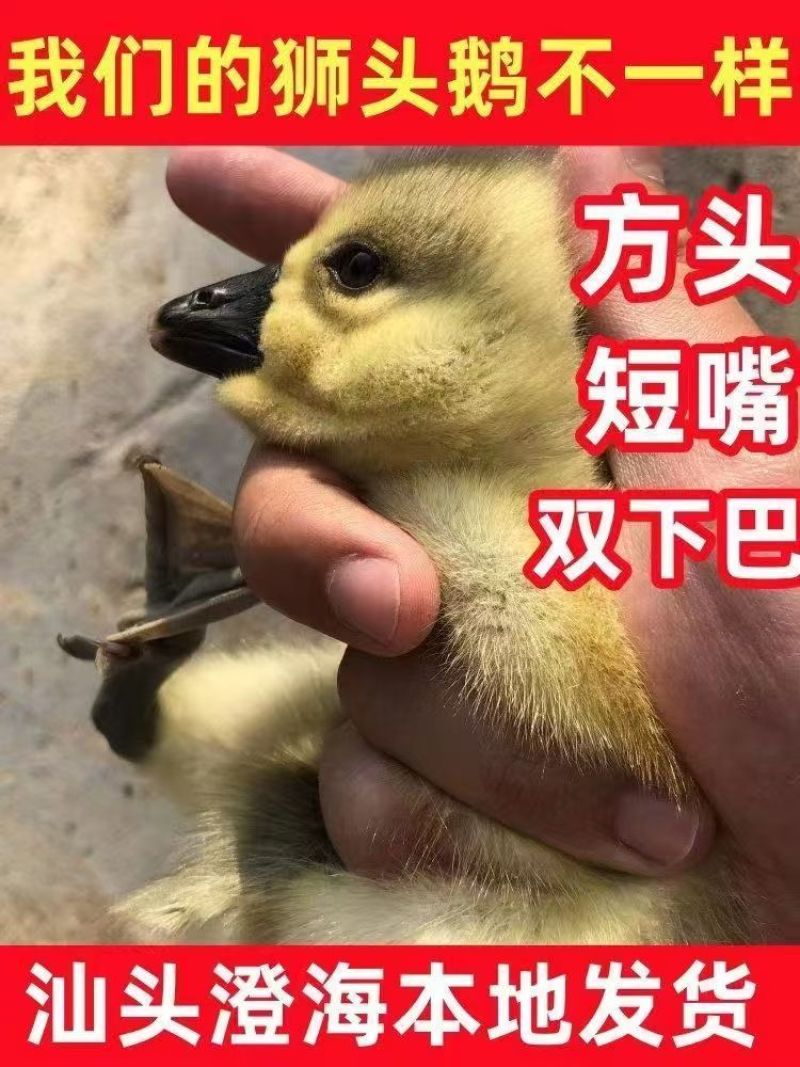 买1000送300狮头鹅苗包防疫包运输货到满意付款