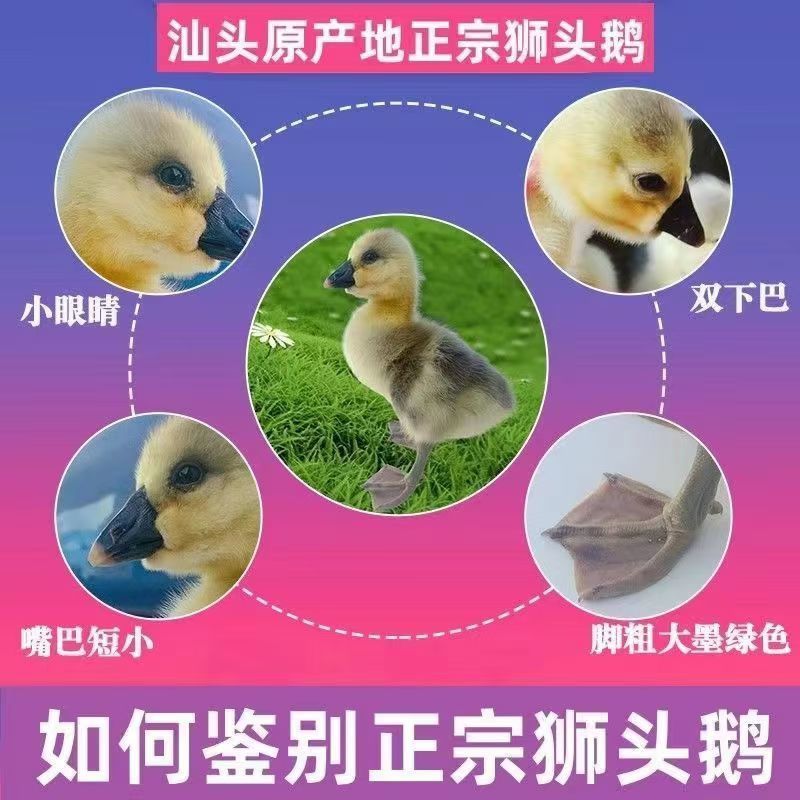 买1000送300狮头鹅苗包防疫包运输货到满意付款