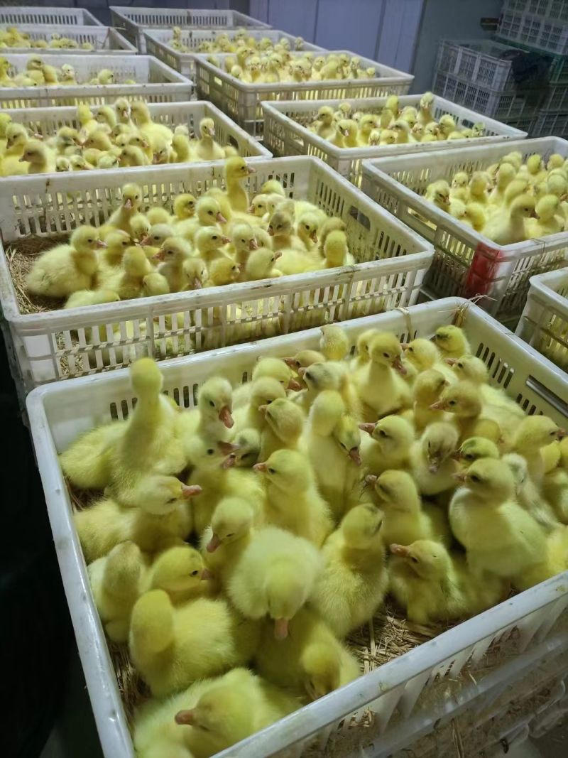 买1000送300三花鹅苗包防疫包运输货到满意付款
