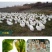 买1000送300三花鹅苗包防疫包运输货到满意付款