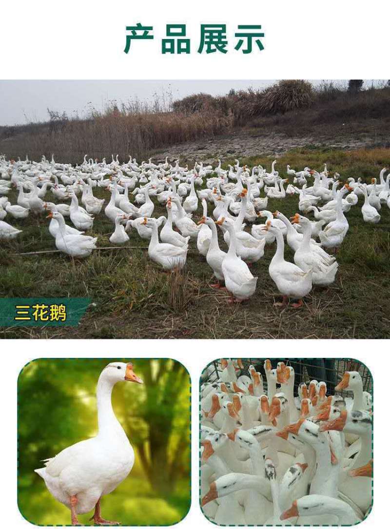 买1000送300三花鹅苗包防疫包运输货到满意付款