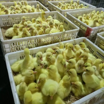 买1000送300三花鹅苗包防疫包运输货到满意付款