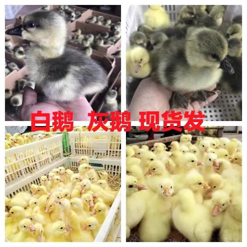 买1000送300三花鹅苗包防疫包运输货到满意付款