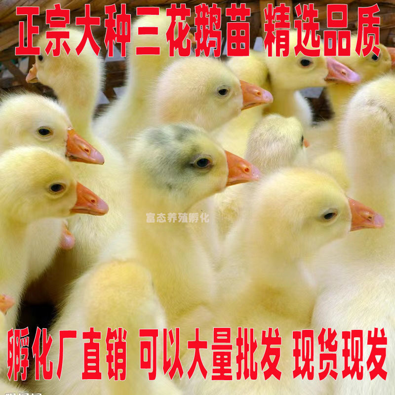 买1000送300三花鹅苗包防疫包运输货到满意付款