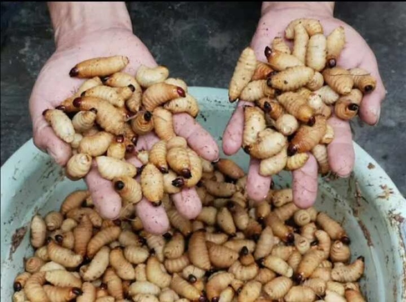 虫冰鲜发货，每天都有100斤以上新鲜货