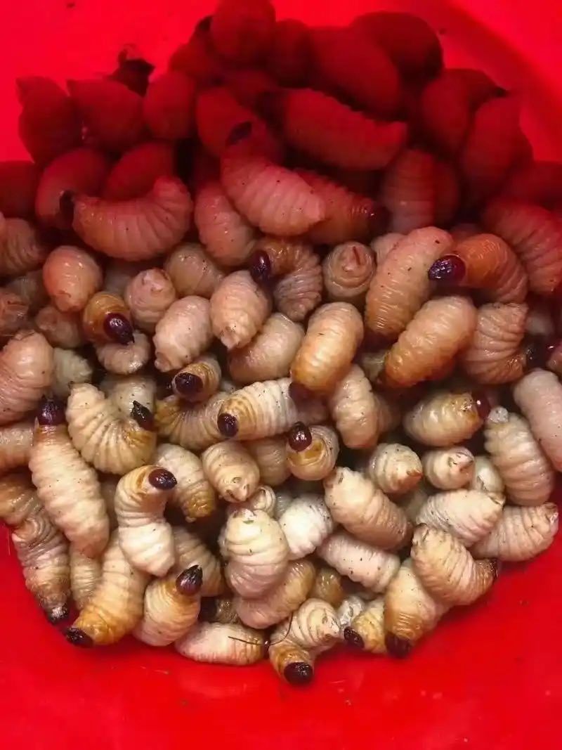 虫冰鲜发货，每天都有100斤以上新鲜货