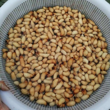 虫冰鲜发货，每天都有100斤以上新鲜货