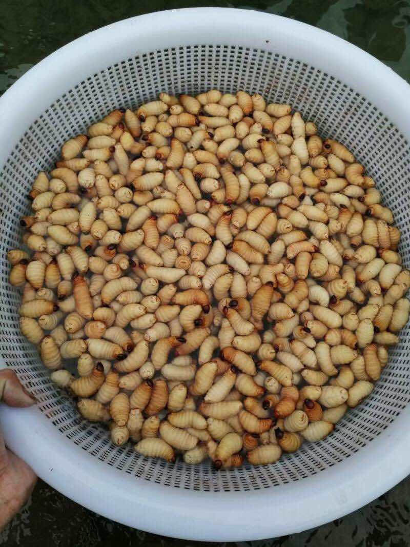 虫冰鲜发货，每天都有100斤以上新鲜货