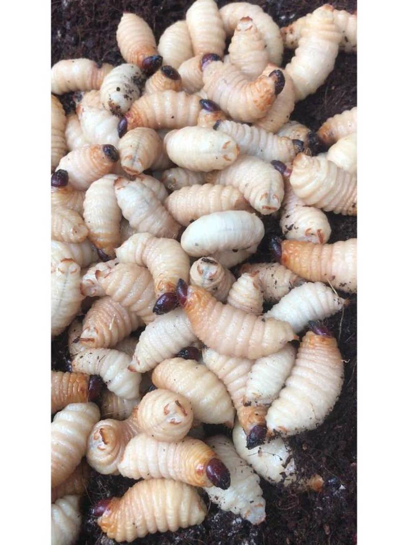 虫冰鲜发货，每天都有100斤以上新鲜货