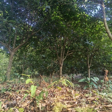 桂花树，8—12公分，100颗左右电话
