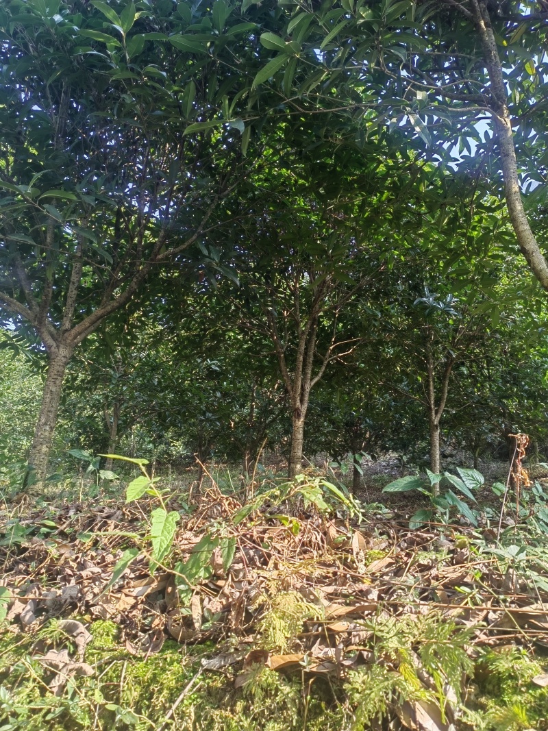 桂花树，8—12公分，100颗左右电话