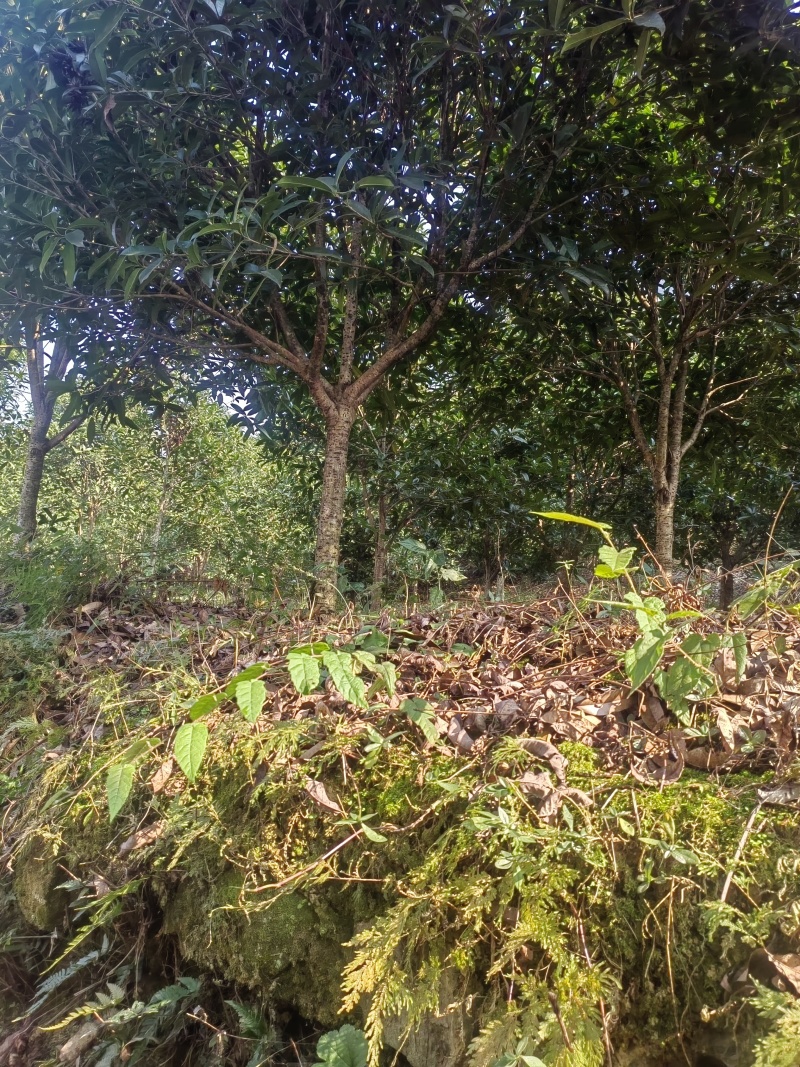 桂花树，8—12公分，100颗左右电话