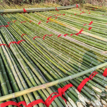 4-10米小山竹