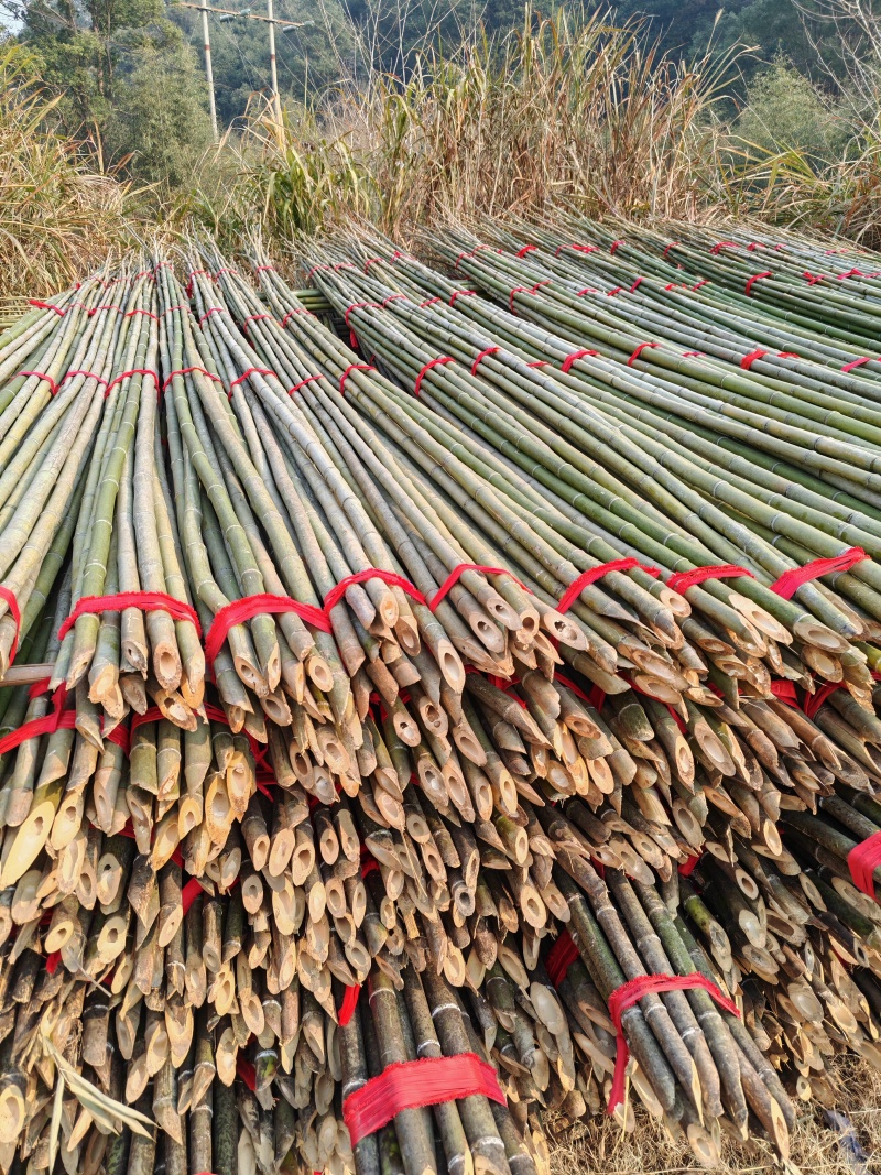 4-10米小山竹