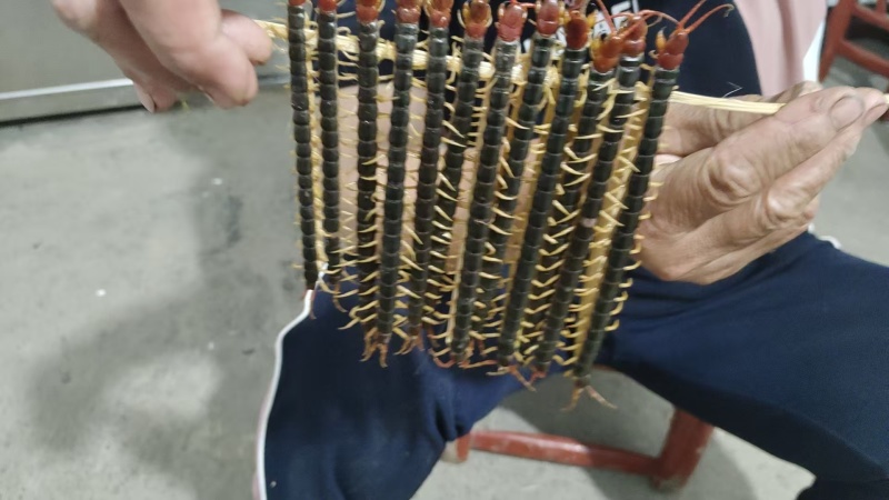 蜈蚣