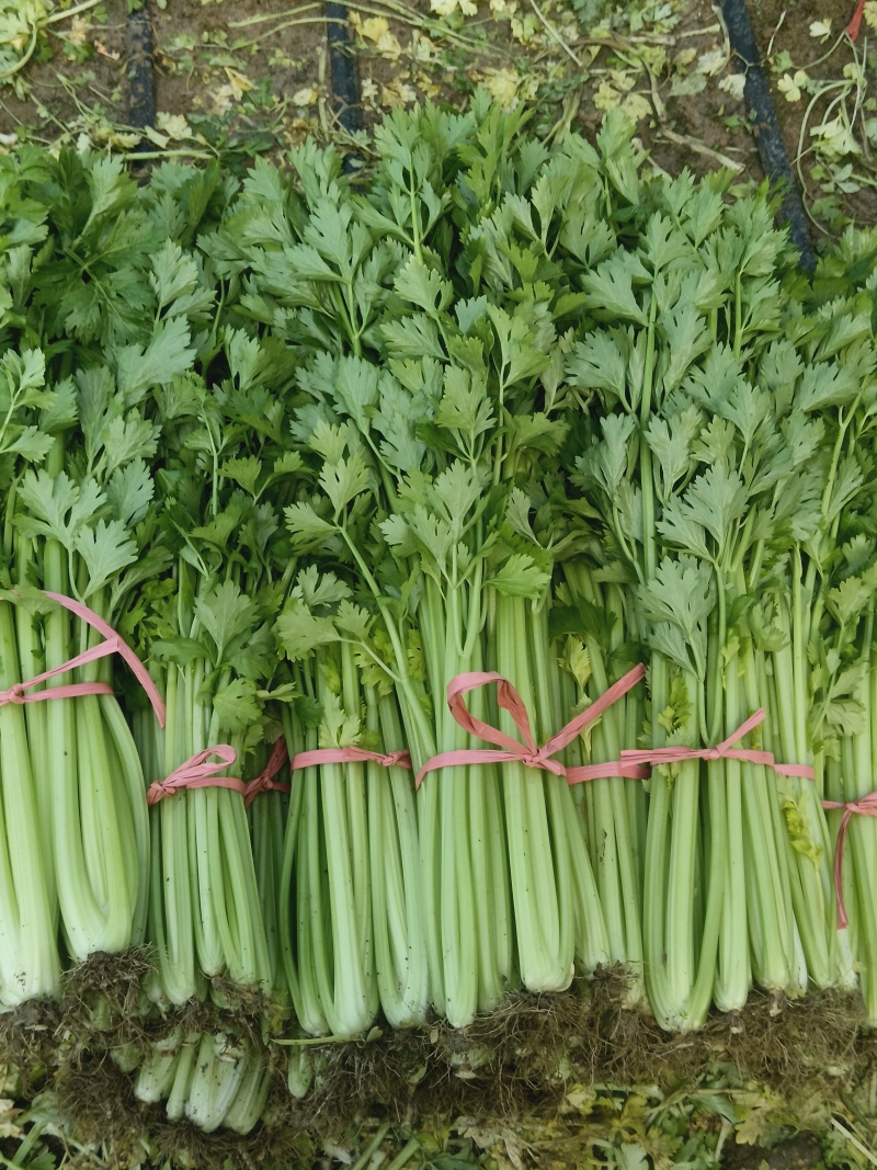 玻璃脆芹菜