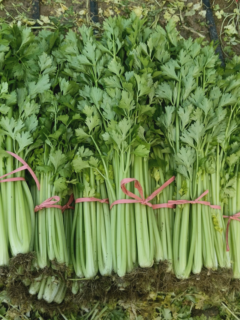 玻璃脆芹菜