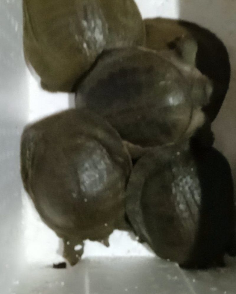 商品活甲鱼