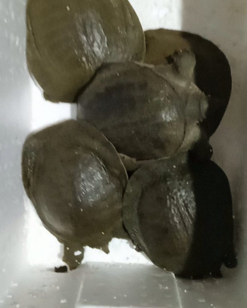商品活甲鱼