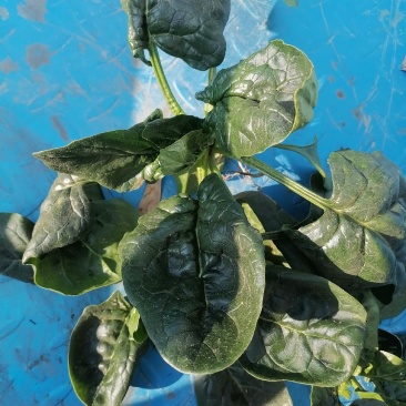 趴地菠菜